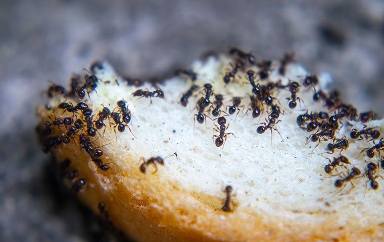 Everything You Need To Know About Ants In Providence | Encon LLC